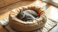 top low voltage cat beds