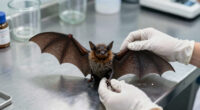 rabies bat